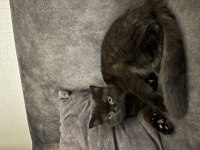 Ücretsiz Erkek British Shorthair