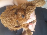 Efsane toy poodle yavrularımız