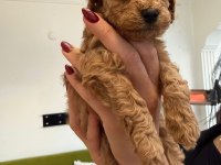 Mini poodle izmir