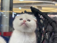 British shorthair yavru kedimiz