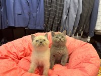 Irk Sağlık Garantili British Shorthair Yavrularımız