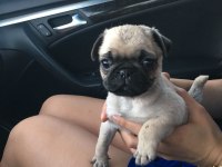 Üst segment güzeler güzeli Pug Mops