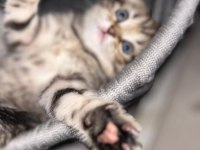 Maviş gözlü oyuncu ve çok akıllı scottish fold