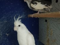 Albino Wf Takım Sultan Papağanı Yavru