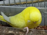 Yavrulu Şov Jumbo Muhabbet Kuşu