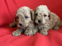Nadir renkte apricot poodle kıvırcık yavrular