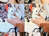 British longhair yavrularımız yuvasını arıyor