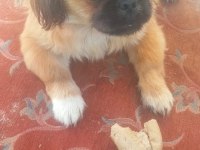 Minik afacan shih tzu yavrumuz