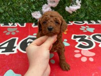 Toy poodle bebekler