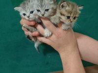 British shorthair yavrular 40 günlükler