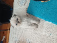 Scottish fold erkek