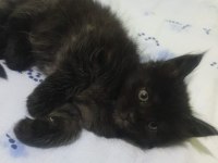 Maine Coon Black Solid Dişi Ve Erkek