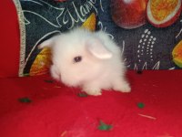 Hollanda Lop Bebek Tavşanlar