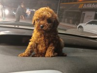 Mikro Toy Poodle