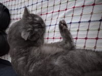 British Shorthair 2 Yaşında