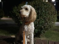 4 Yaş Ücretsiz Cockapoo Erkek