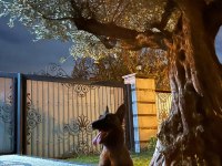Oğlum tetik eşleştirmeye açık malinois