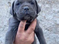 Sağlıklı Cane Corso Yavrular