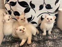 Ayı Surat Efsane Tatlılıkta Kaliteli Yavru Kedilerim