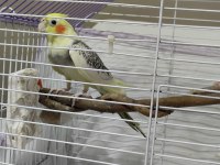 1.5 Yaşında Sultan Papağanı