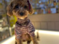 9 Aylık Toy Poodle 1,5 kg Orjinal Toy