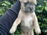 French buldog dişi