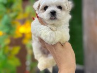 Sağlıklı Yavrumuz Maltese