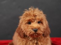 14 ŞUBAT DOĞUMLU ERKEK MALTIPOO YAVRUMUZ