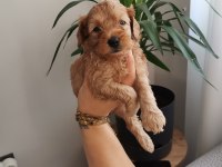 Anne altından rezerveye açık maltipoo yavrularımız