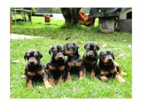 King Doberman