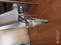 Ücretsiz cins kedi sahiplendirme