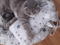 Kısır erkek scottish fold