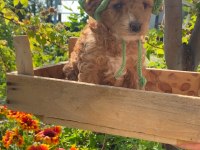 Saf kan aşılı bebek gibi poodle yavrular uygun