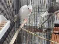 Albino Sultan Papağanı Erkek Yavru