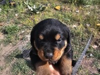Üst sekmen rottweiler dişi erkek yavrular