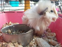 Oyuncu ginepig