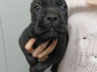 Cane corso yavrular ırk garantili