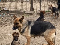 Efsane Alman Kurdu Yavrularımız