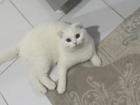 Ücretsiz sahiplendirme scottish ömürlük bir yuva arıyoruz