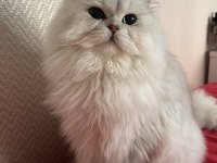 TAM Bİ PRENS BRİTİSH LONGHAİR