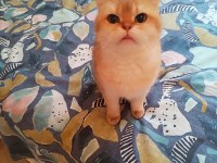 Damızlık şecereli golden british shorthair dişi