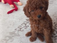 Poodle Her İle Gönderim Vardır