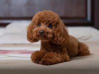 Poodle yavrular