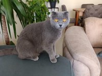 Scottish Fold 1,5 Yaşında