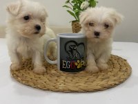 Muhteşem Teacup Maltese Bebekler