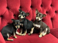 A+Plus Pinscher Yavrular