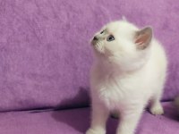 Scottish fold ve British Yavruları