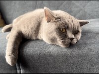 Erkek akıllı eğitimli british shorthair