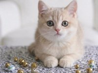 British Shorthair Lilac Gold Dişi Yavru