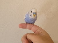 Elde Yatan Erkek Muhabbet Kuşu
